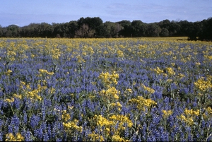 Texas Wildflowers